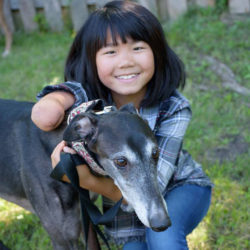 whippet and greyhound rescue