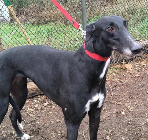 Available Hounds Minnesota Greyhound Rescue