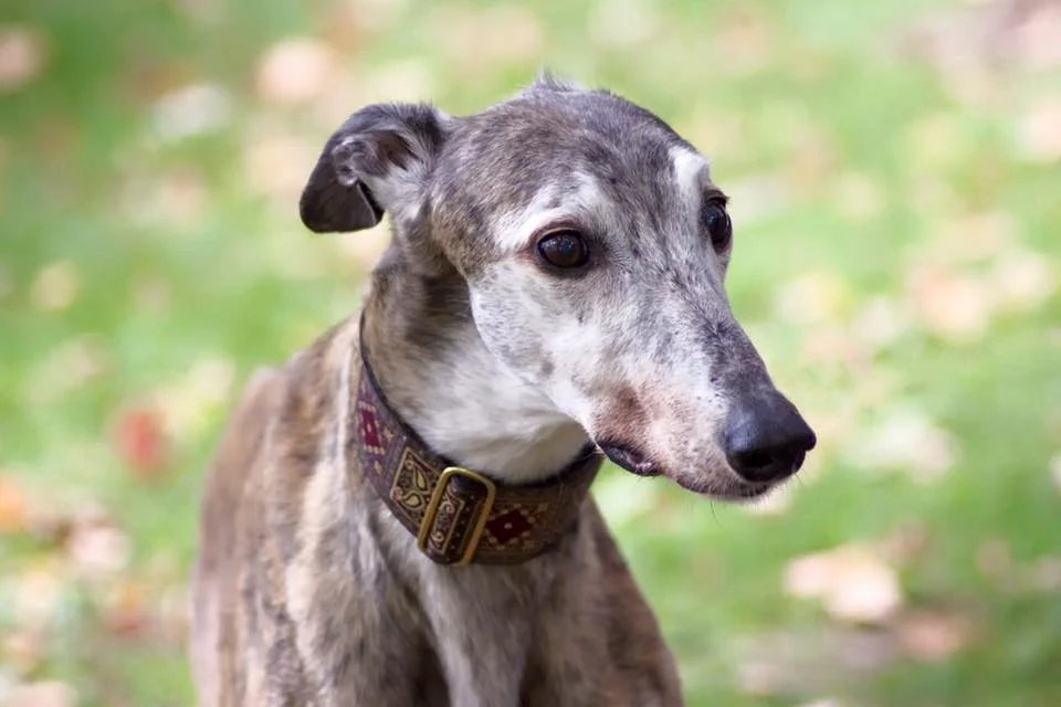 Minnesota Greyhound Rescue