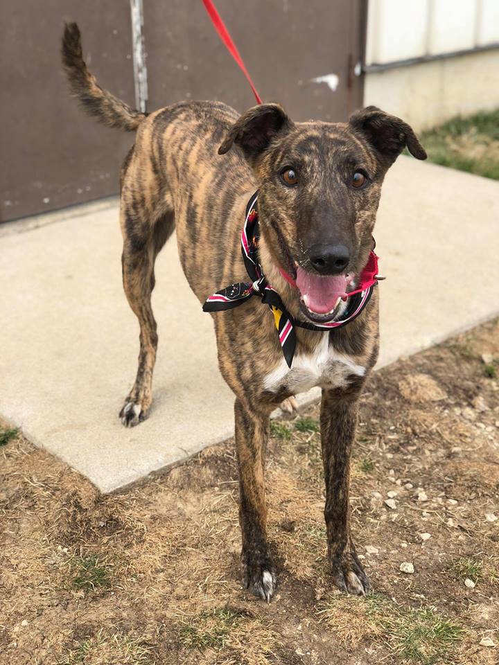 Available Hounds - Minnesota Greyhound Rescue