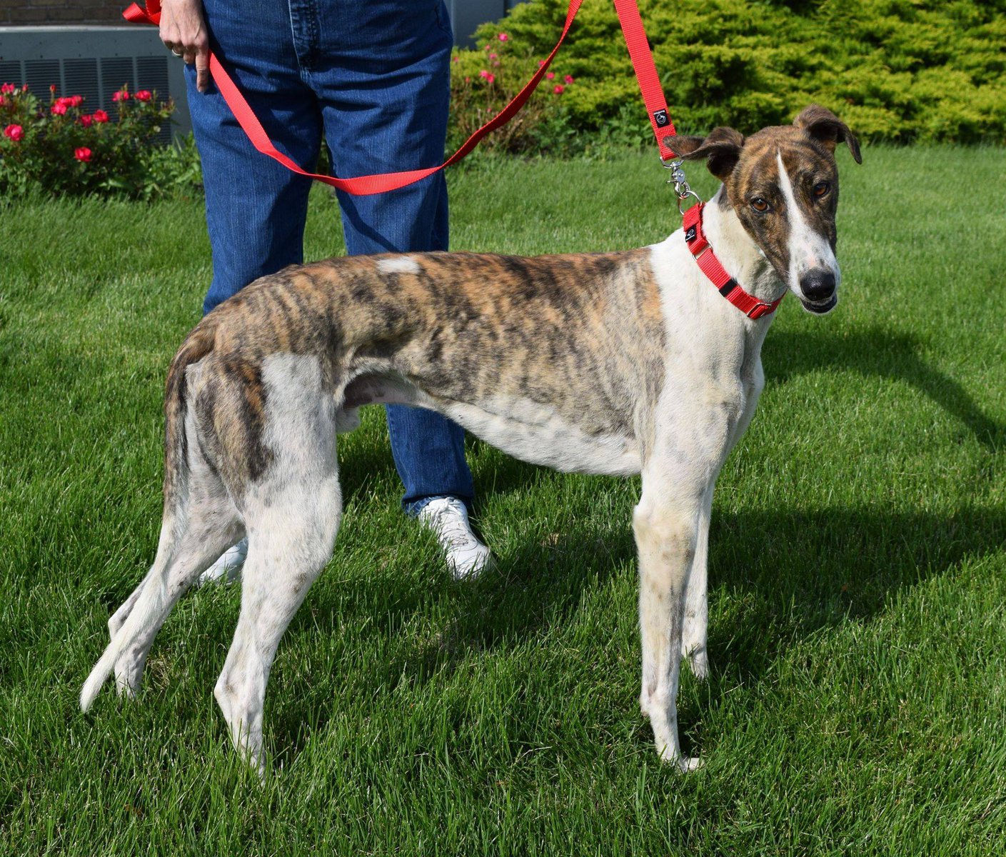 Available Hounds Minnesota Greyhound Rescue