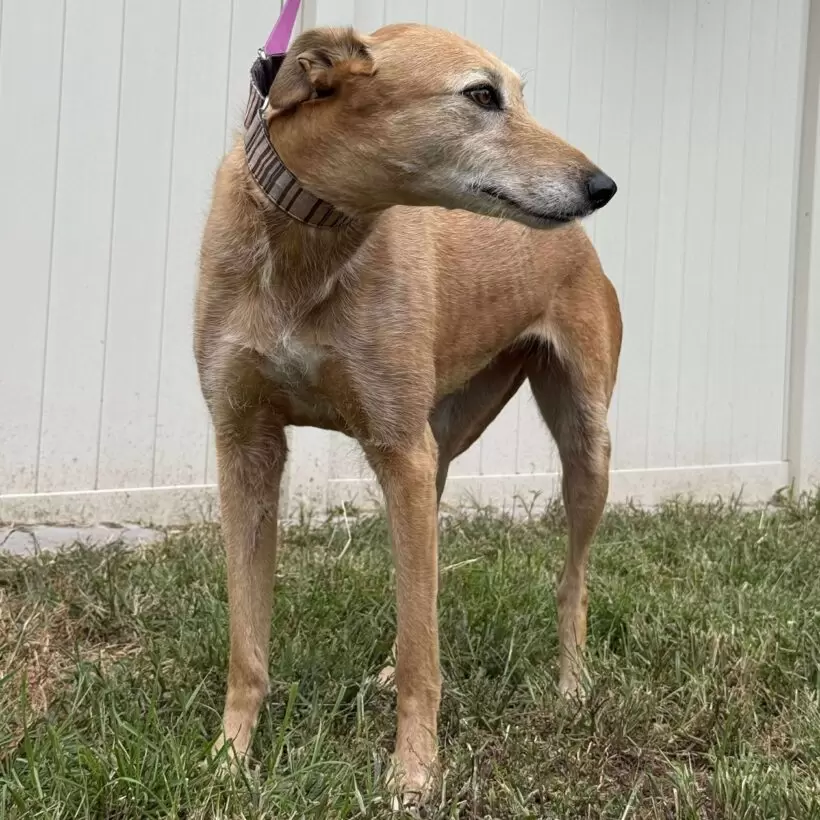 Zoe (Adoption pending!) Zoe (Adoption pending!)